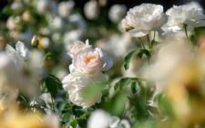 offrir des fleurs