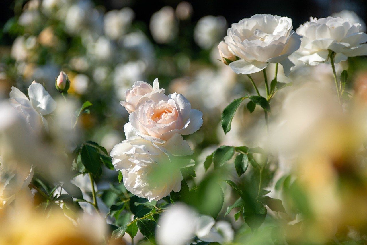 offrir des fleurs